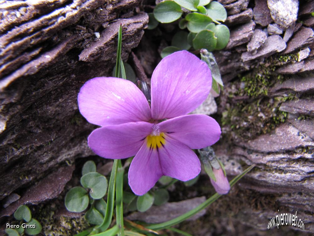 39 Viola di Duby.jpg